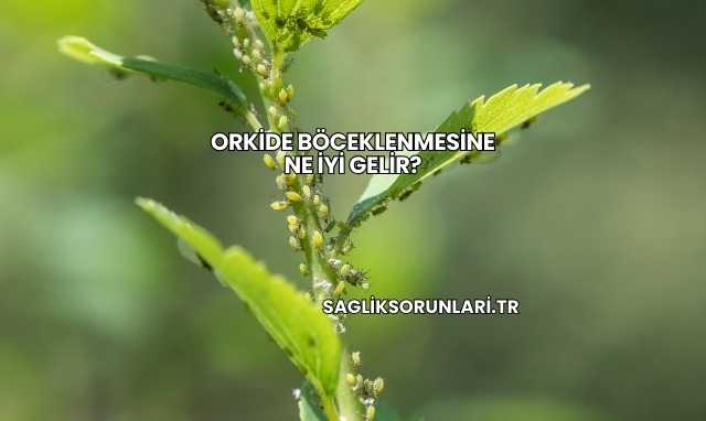 Orkide Böceklenmesine Ne İyi Gelir?