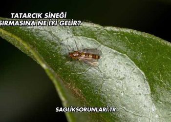 Tatarcık Sineği Isırmasına Ne İyi Gelir?