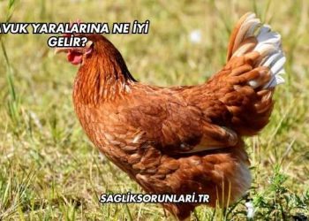 Tavuk Yaralarına Ne İyi Gelir?