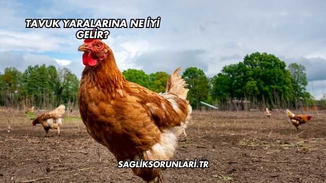Tavuk Yaralarına Ne İyi Gelir?
