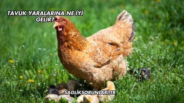 Tavuk Yaralarına Ne İyi Gelir?