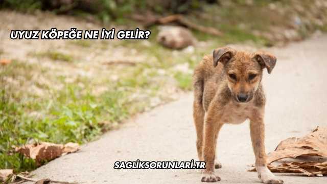 Uyuz Köpeğe Ne İyi Gelir?