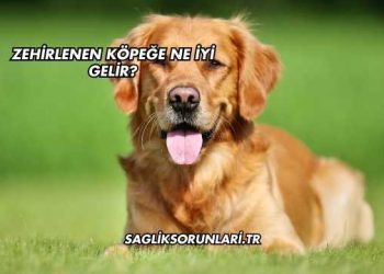 Zehirlenen Köpeğe Ne İyi Gelir?