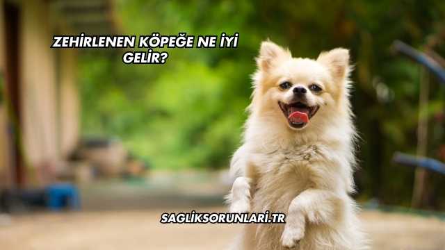 Zehirlenen Köpeğe Ne İyi Gelir?