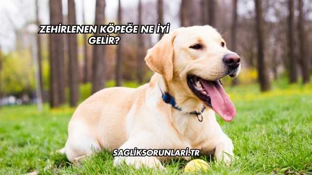 Zehirlenen Köpeğe Ne İyi Gelir?