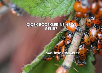 Çiçek Böceklerine Ne İyi Gelir?