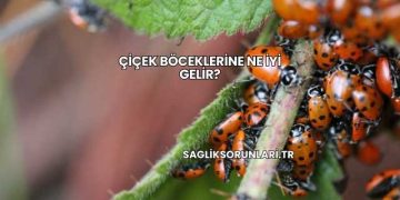 Çiçek Böceklerine Ne İyi Gelir?