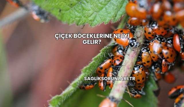 Çiçek Böceklerine Ne İyi Gelir?