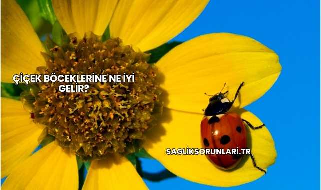 Çiçek Böceklerine Ne İyi Gelir?
