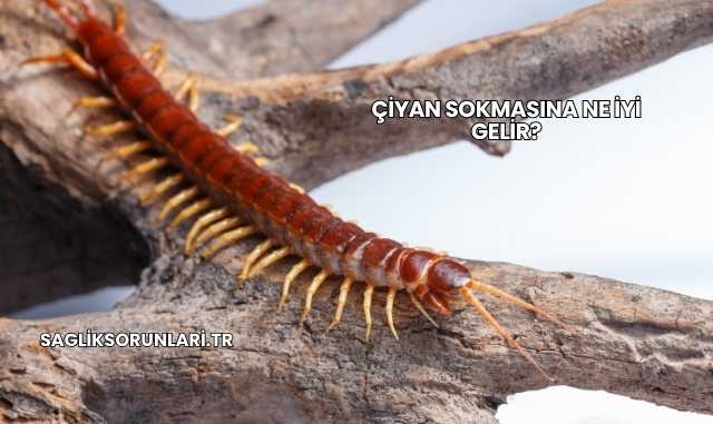Çiyan Sokmasına Ne İyi Gelir?