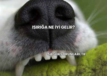 Isırığa Ne İyi Gelir?