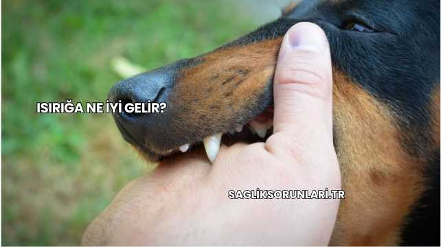 Isırığa Ne İyi Gelir?