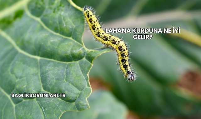 Lahana Kurduna Ne İyi Gelir?