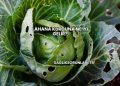 Lahana Kurduna Ne İyi Gelir?