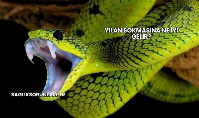 Yılan Sokmasına Ne İyi Gelir?