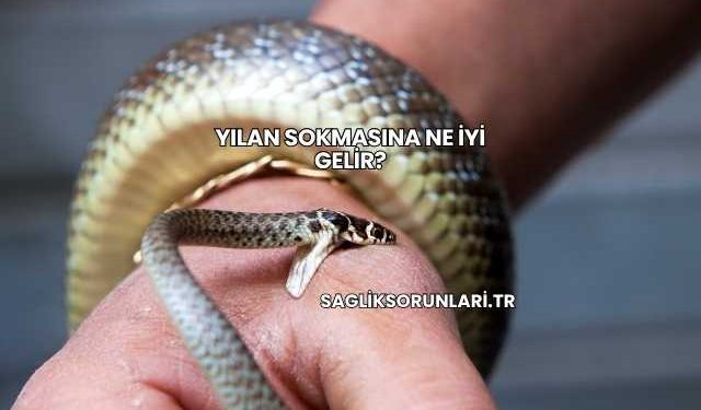 Yılan Sokmasına Ne İyi Gelir?