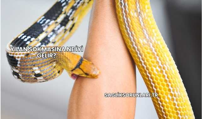 Yılan Sokmasına Ne İyi Gelir?