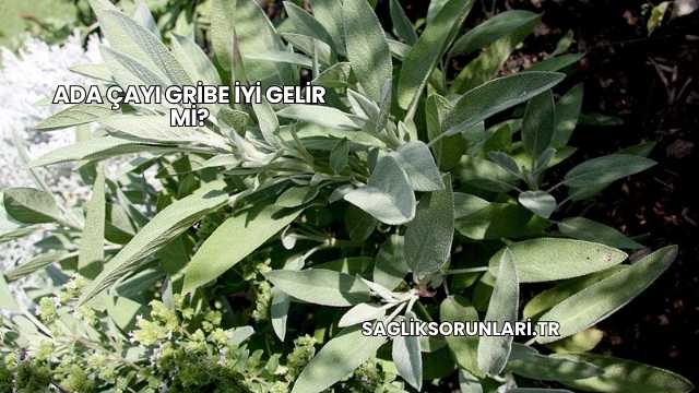 Ada Çayı Gribe İyi Gelir mi?