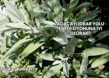 Adaçayı İdrar Yolu Enfeksiyonuna İyi Gelir mi?