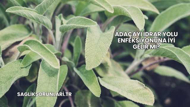 Adaçayı İdrar Yolu Enfeksiyonuna İyi Gelir mi?