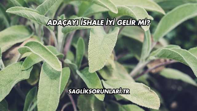 Adaçayı İshale İyi Gelir mi?