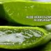 Aloe Vera Egzamaya İyi Gelir mi?