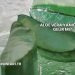 Aloe Vera Yanığa İyi Gelir mi?