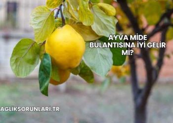 Ayva Mide Bulantısına İyi Gelir mi?