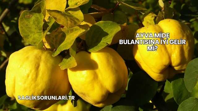 Ayva Mide Bulantısına İyi Gelir mi?