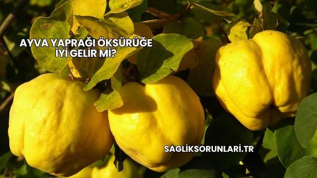 Ayva Yaprağı Öksürüğe İyi Gelir mi?