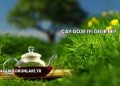 Çay Göze İyi Gelir mi?