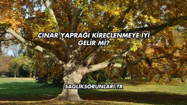 Çınar Yaprağı Kireçlenmeye İyi Gelir mi?