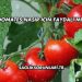 Domates Nasır İçin Faydalı mı?