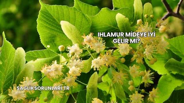 Ihlamur Mideye İyi Gelir mi?