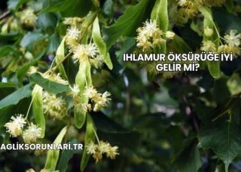 Ihlamur Öksürüğe İyi Gelir mi?