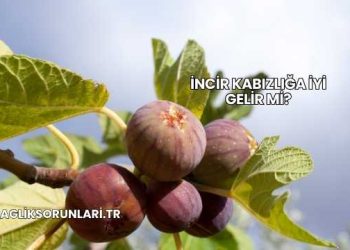 İncir Kabızlığa İyi Gelir mi?