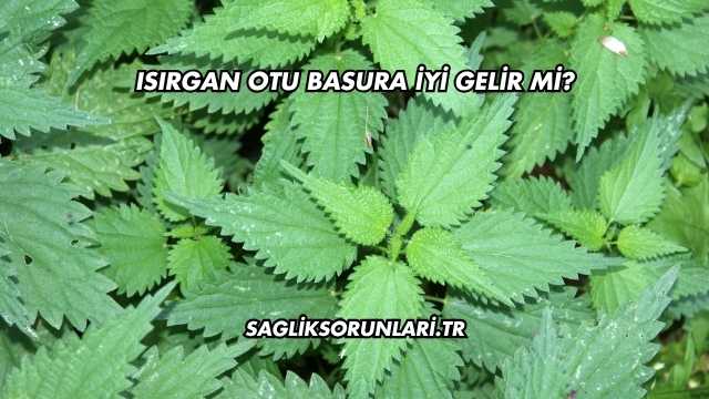 Isırgan Otu Basura İyi Gelir mi?