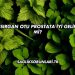 Isırgan Otu Prostata İyi Gelir mi?