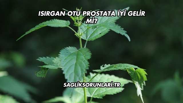 Isırgan Otu Prostata İyi Gelir mi?