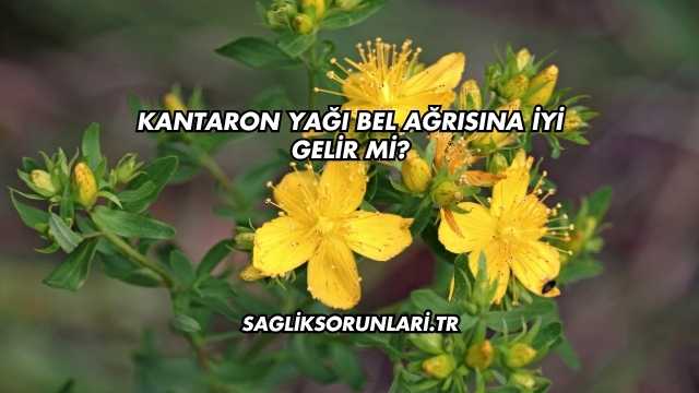 Kantaron Yağı Bel Ağrısına İyi Gelir mi?