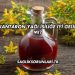 Kantaron Yağı İsiliğe İyi Gelir mi?
