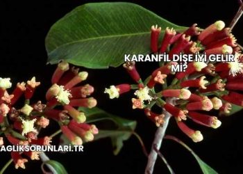 Karanfil Dişe İyi Gelir mi?