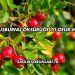 Kuşburnu Öksürüğe İyi Gelir mi?