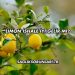 Limon İshale İyi Gelir mi?