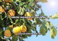 Limon Nasıra İyi Gelir mi?