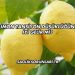 Limon Tansiyon Düşüklüğüne İyi Gelir mi?
