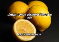 Limon Topuk Dikenine İyi Gelir mi?