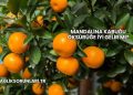Mandalina Kabuğu Öksürüğe İyi Gelir mi?