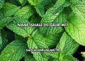 Nane İshale İyi Gelir mi?