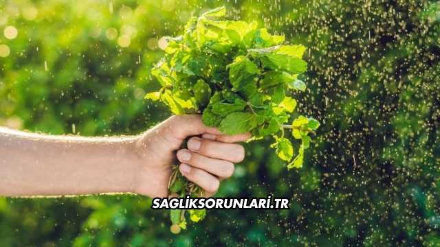 Nane İshale İyi Gelir mi?